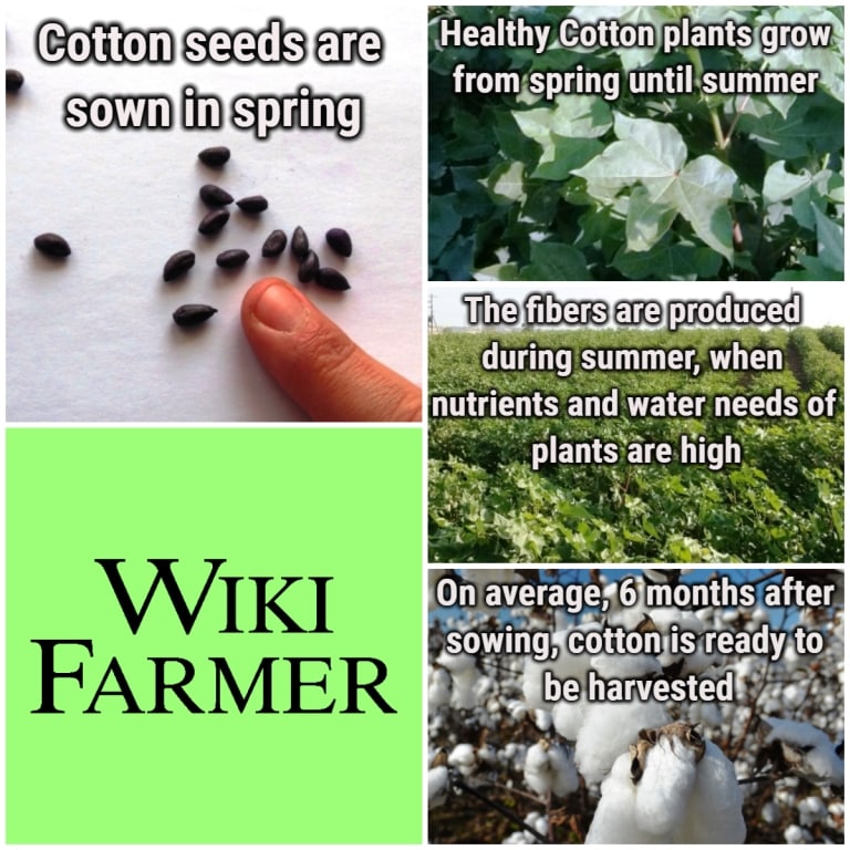 How to grow Cotton - Wikifarmer