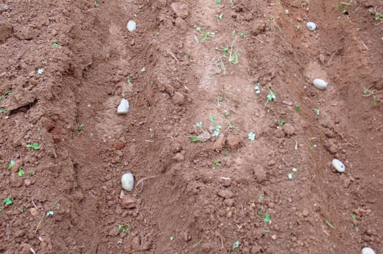 Growing Backyard Potatoes