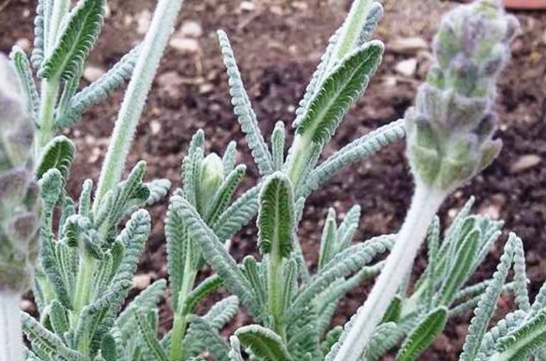 Lavender Irrigation