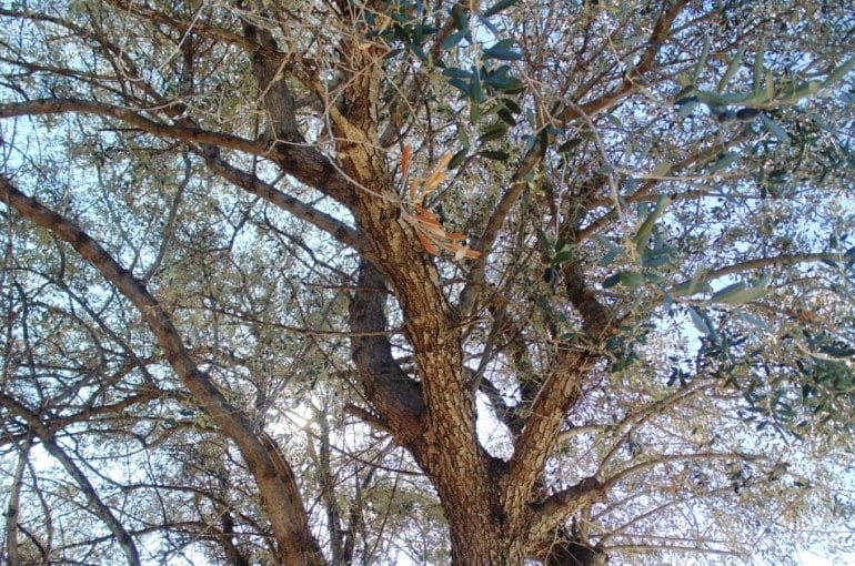 Olive Tree Climate Conditions