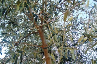 How to prune Olive Trees