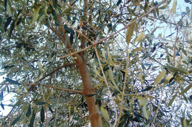 Zeytin Agaci Budama Wikifarmer