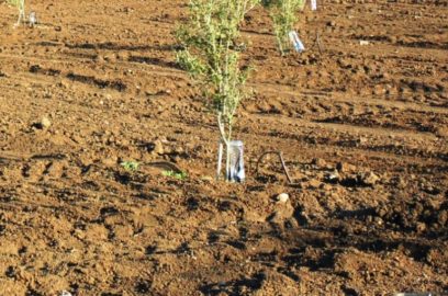 Olive Tree Soil Conditions