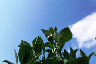 Orange Tree Climate and Soil Conditions