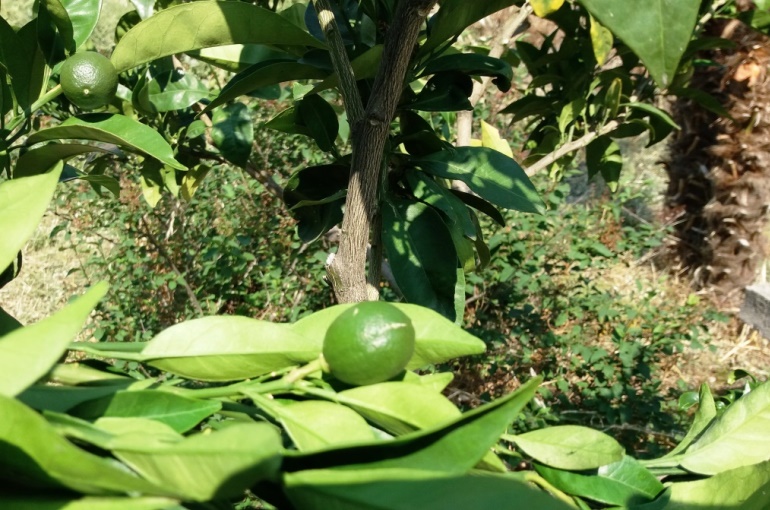 orange fruit trees