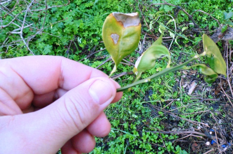 Orange Tree Diseases and Pests