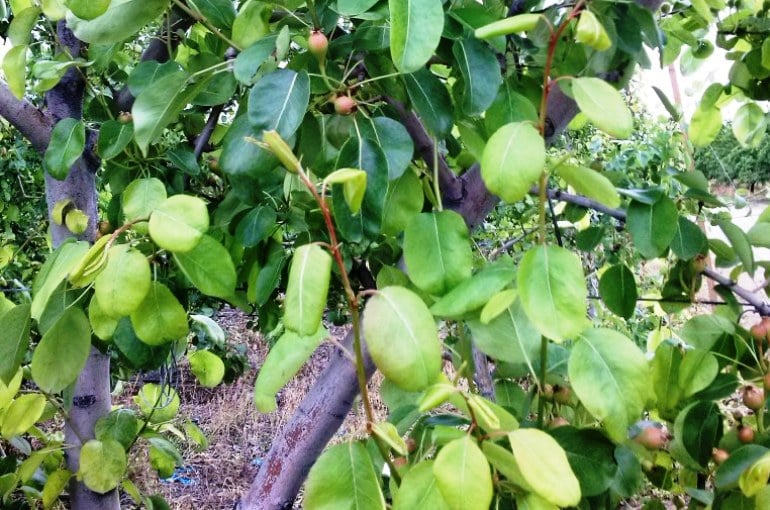 pear tree climate needs