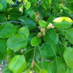 How to fertilize Pear Trees