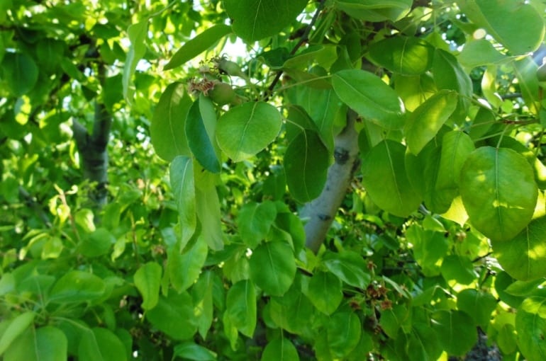 Pear Tree Info and Uses
