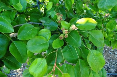 Pear Tree Pests and Diseases