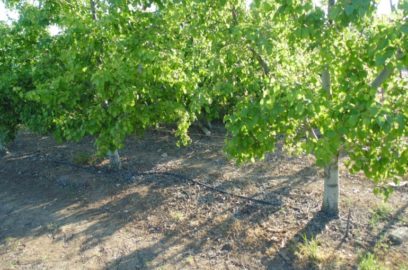 Pear Tree Soil Requirements and Preparation