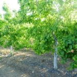 Pear Tree Irrigation