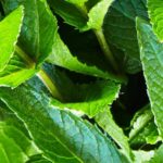 Peppermint Pests & Diseases