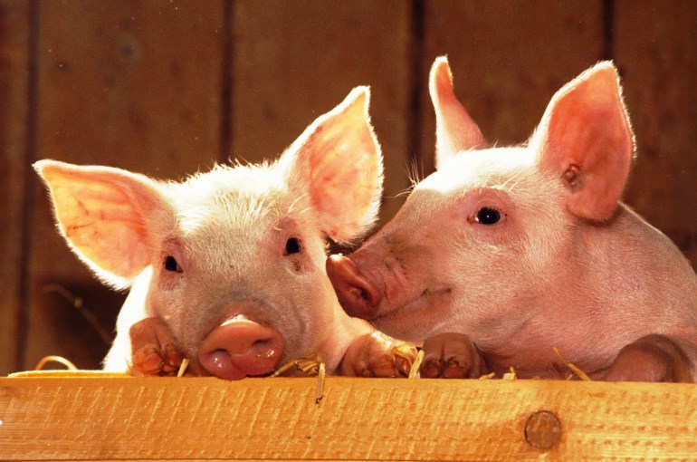 Pigs Health, Diseases & Symptoms