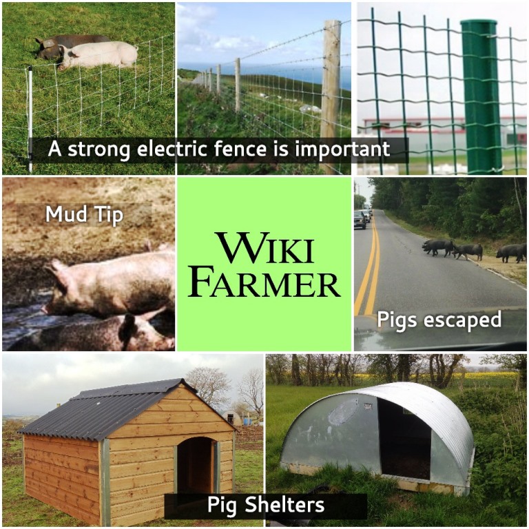 Housing Pigs – Designing the Pig Farm