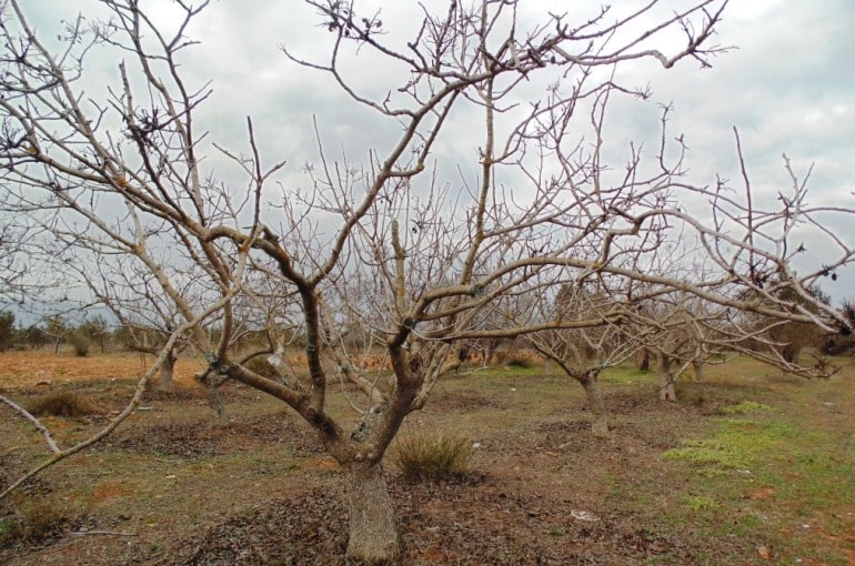 pistachio nuts tree