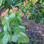 Pistachio Tree Fertilizer Requirements