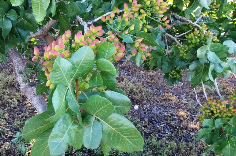 how long does a pistachio tree live