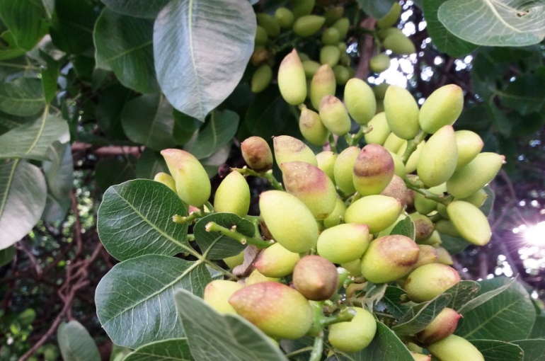 Pistachio Tree Diseases and Pests