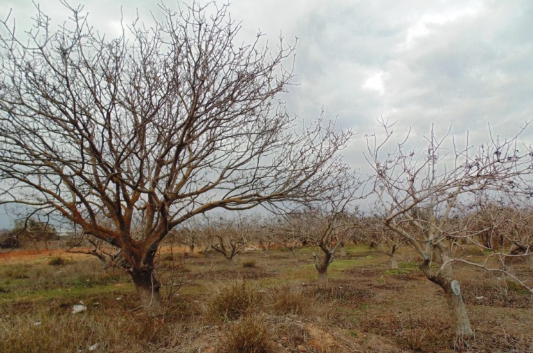 Pistachio Tree Soil Requirements
