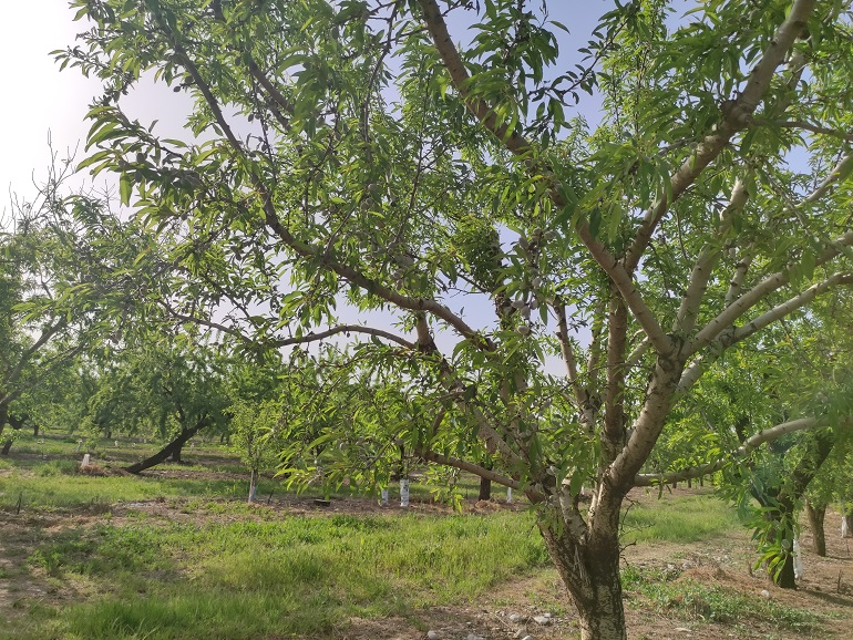 Planting Almond Trees