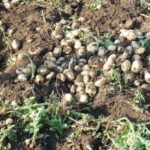 Potato Harvest Yield & Storage