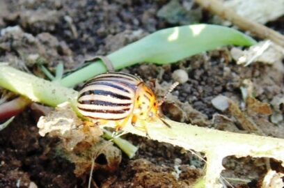 Potato Pests and Diseases