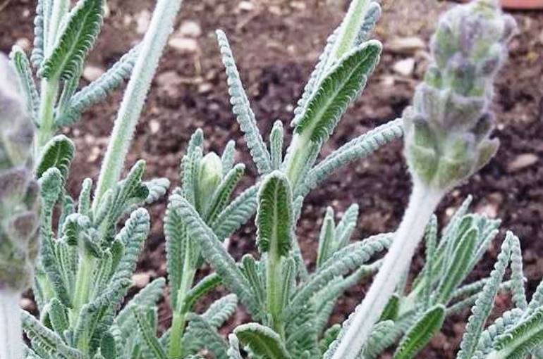 How to prune Lavender