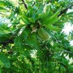 Q&As Almond Tree
