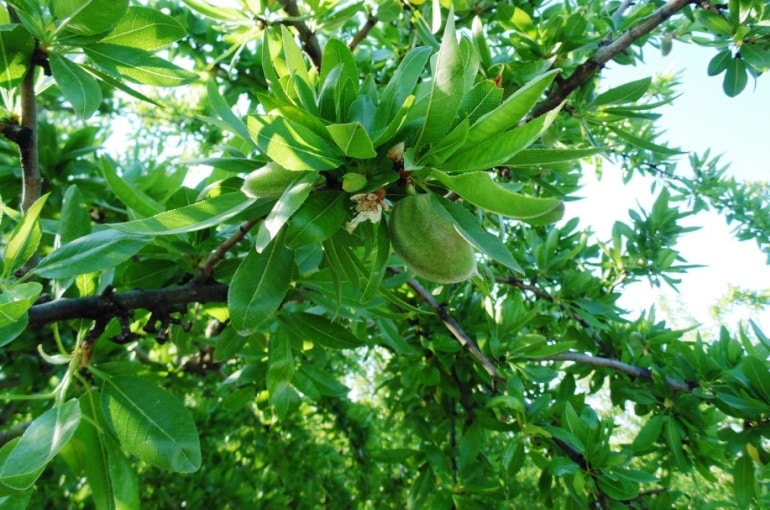 Q&As Almond Tree