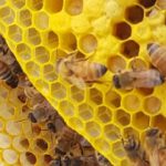 Das Schwärmen von Honigbienen