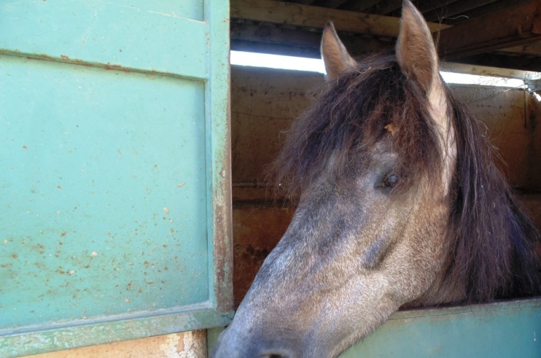 Q&As Horses