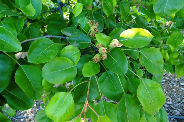 pear tree climate needs