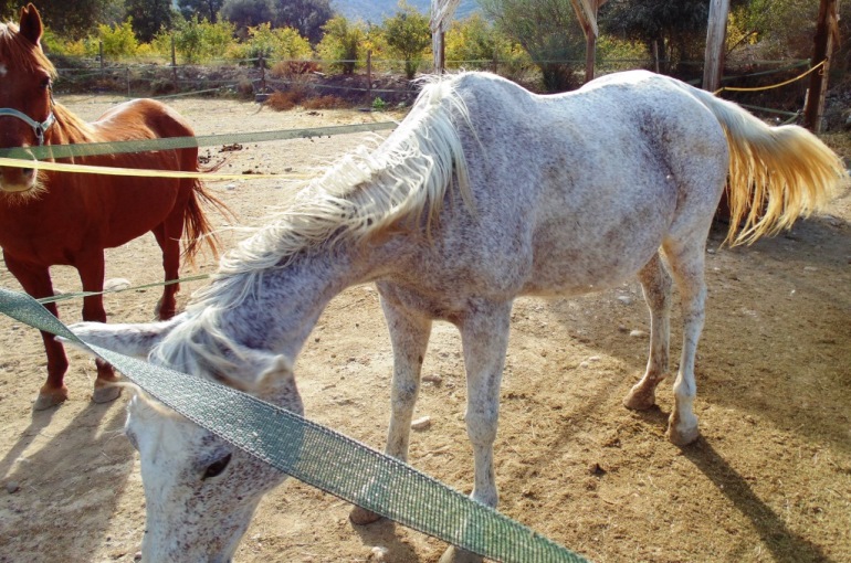 Raising Horses 101