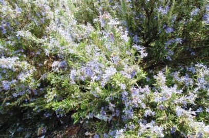Rosemary Growing Conditions