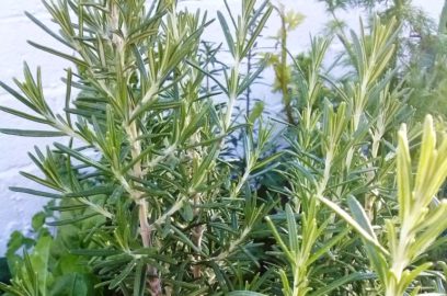 How and When to harvest Rosemary