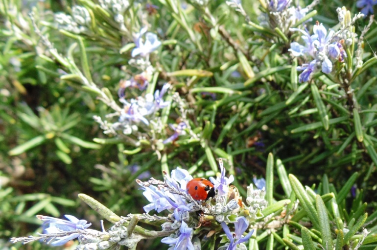 Rosemary: A Landscape Herb That Has It All!