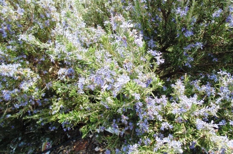 Rosemary Water Requirements