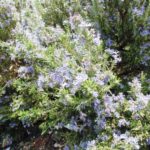 Rosemary Weed Management