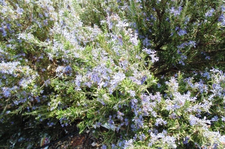 Rosemary Weed Management