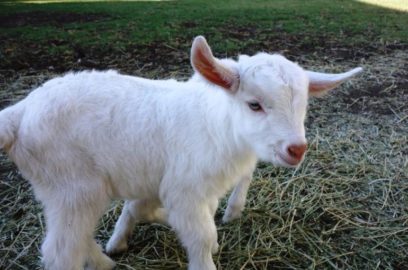 Goats Archives - Wikifarmer