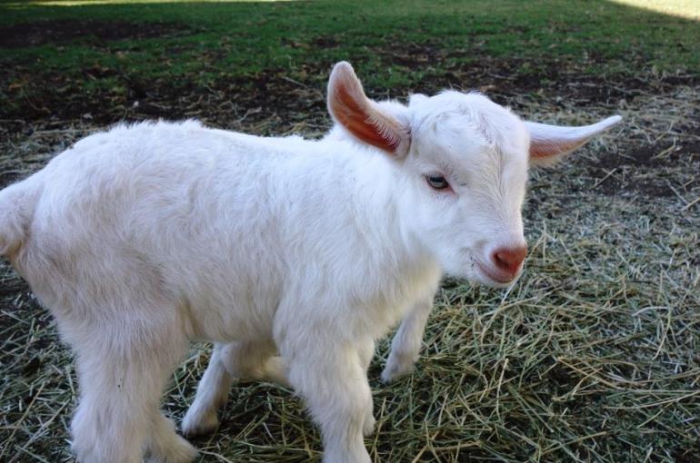 Saanen Goat Breed Spotlight - Backyard Goats