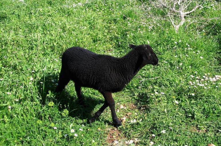 Sheep Care Health and Well Being