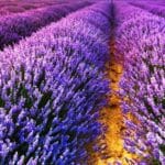 Commercial Cultivation of Lavender