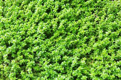 How and When to harvest Thyme