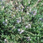 Thyme Plant Info and Uses