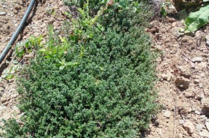 Thyme Weed Management