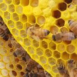 Understanding Bee Social Structure and Organization