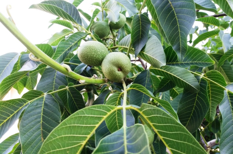 walnuts tree