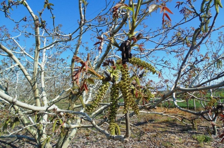 How to plant Walnut Trees